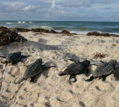 Sea turtle hatchlings crawl out of a nest on the beach and scramble towards the ocean. 