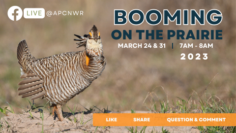 Facebook Live at APCNWR. Booming on the Prairie. March 24th and 31st. 7 AM to 8 AM, 2022. Like, share, question, and comment. Image of prairie chicken strutting and looking at viewer.