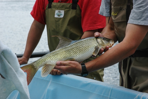 Large fish being held in two hands