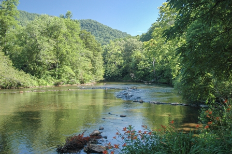 River surrounded by forest, with a V-shaped rock vein spanning the width of the river