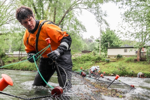 Biologists standing in a river, installing a net across the width of the river