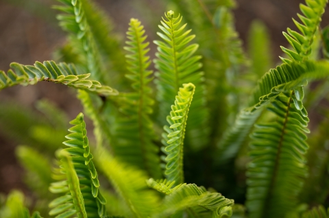 Close up of a green fern. the leaves are geometrically and tightly stacked up the stems of the fern. 