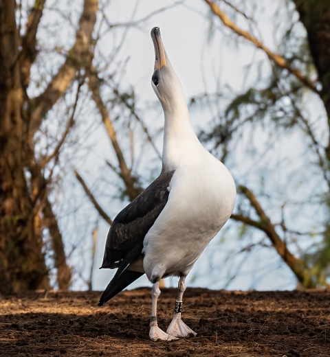 A large white bird stands on its webbed tippy toes and points its beak to the sky. 