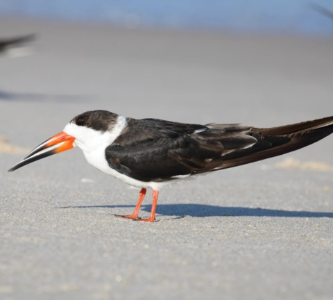 A black skimmer bird stands on the beach. The bird has a very sharp, pointy, long beak and a long, slender body. It has a black cap of feathers on its head and black wings. The underside of the bird is white.