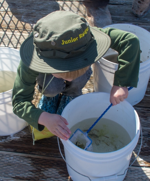 Child using a small net to look at small fish in a shile bucket.