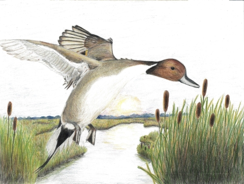 2023 Kentucky Junior Duck Stamp Contest U.S. Fish Wildlife Service