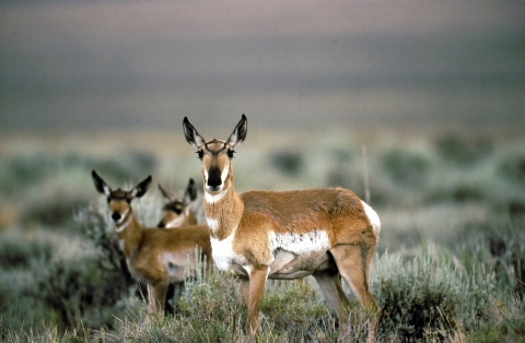 Pronghorn standing in sagebrush