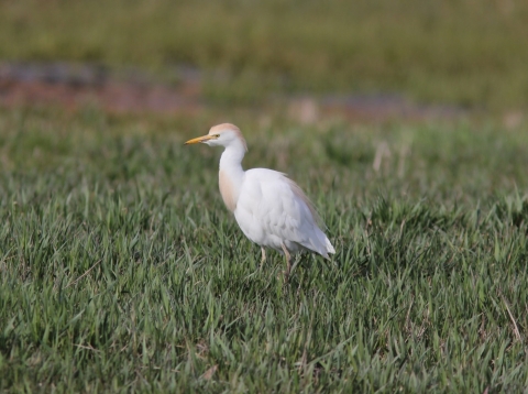 Cattle egret standing in grass