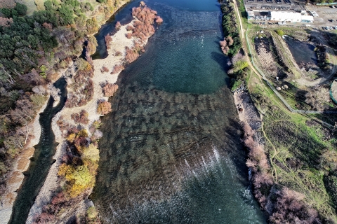 Salmonid redds on a gravel bar constructed on the Lower American River.