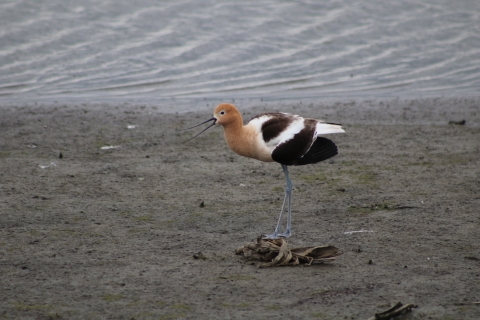 American Avocet