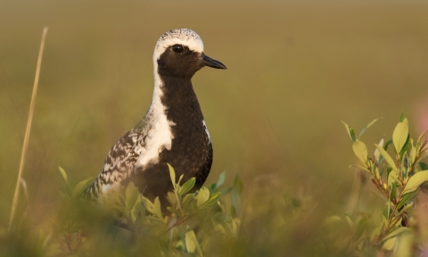 A black bird with a white cap and speckled back sits vegetatio