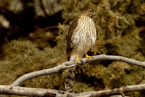 Picture of Cooper's Hawk at Klamath Basin National Wildlife Refuge Complex.