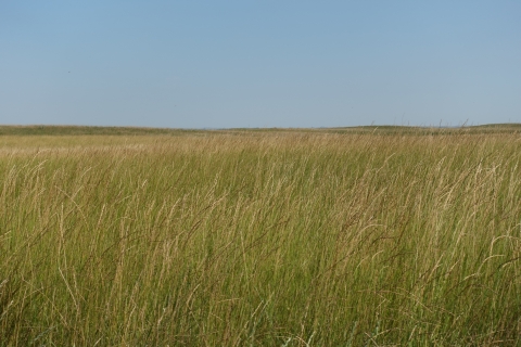 Green and yellow grasses on a flat landscape below a blue sky