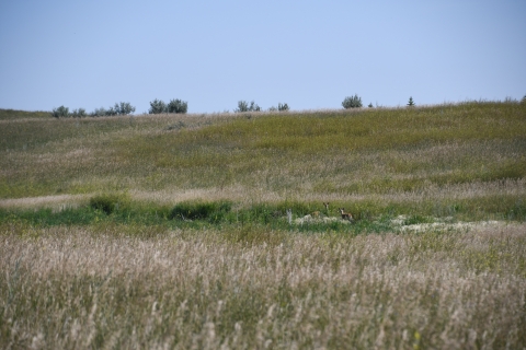 three deer are standing within a lush green wetland surrounded by grassland