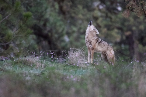 A coyote stands in a field and howls