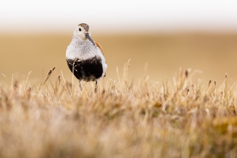 A small bird with a black belly and long downcurved black bill stands in the grassy tundra