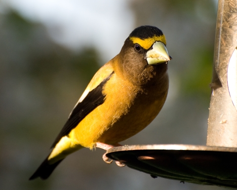 Evening grosbeak at feeder by George Gentry/USFWS