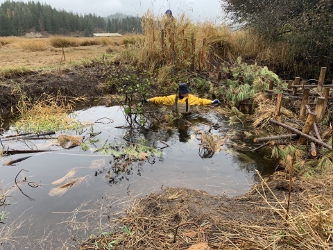 A woman in a yellow jacket wades into an artificial pool created by a beaver dam analog structure.