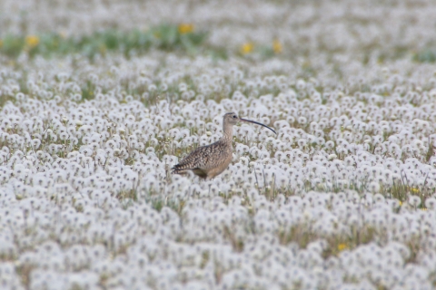 Long-billed curlews, North America's largest shorebird, nest annually on National Elk Refuge. Photo Credit: Kari Cieszkiewicz/USFWS 