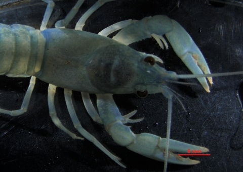 a close up image of a teal crayfish 