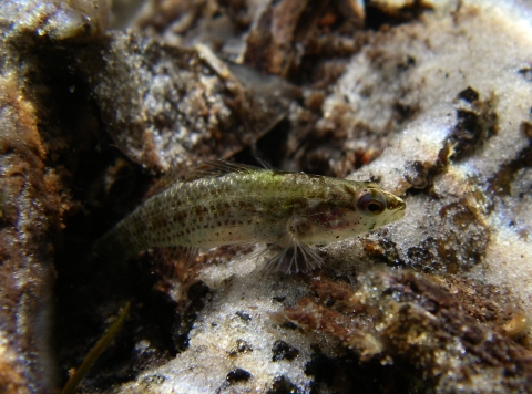 An Okaloosa darter hovers in clear stream water. 