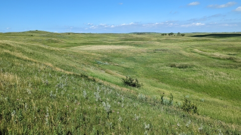 rolling hills blanketed by lush green grass, under a blue sky