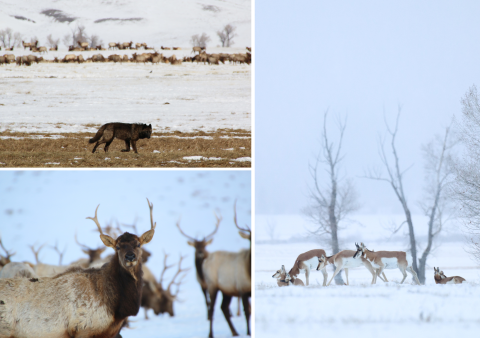 black wolf, elk, and pronghorn sheep at National Elk Refuge 