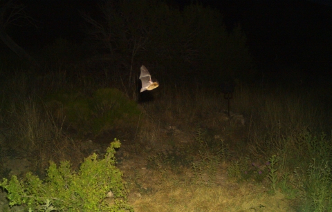 San Andres NWR bat species