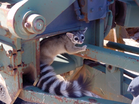 San Andres NWR Ringtail 