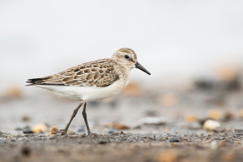 Image of shorebird