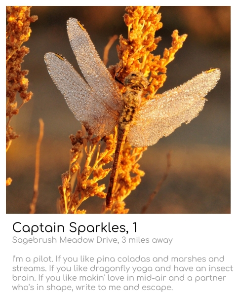 dragonfly (long bug with 2 long wings on either side of its abdomen) sitting on sagebrush (yellowish, brushy plant)