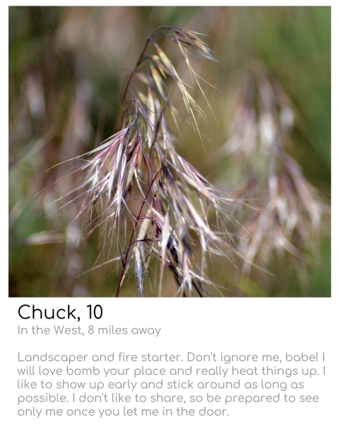 close up of a brownish-green head of grass that has seeds growing in long strands