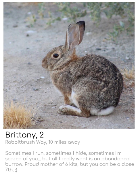 brown rabbit crouched down on some sand