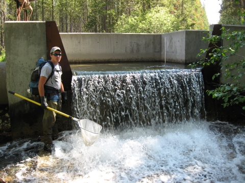 Diversion barrier at Storm Lake Creek Diversion where proposed selective passage structure is planned.