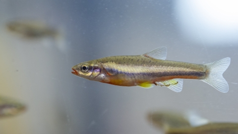 A laurel dace floats in a body of water with other laurel dace. It has lateral stripes on its narrow body, with scales of red, grey, yellow, and green. 