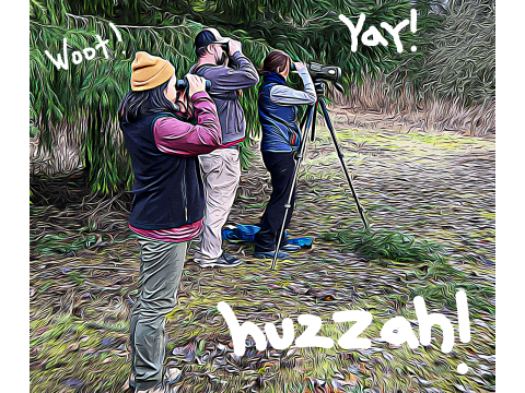 USFWS wildlife biologists looking through scope and binoculars at dusky geese. 