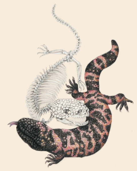 Illustration of a Gila monster posed next to its skeleton