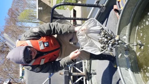 A man in a uniform and orange life vest dumps small fish from a net into a large tank on a boat