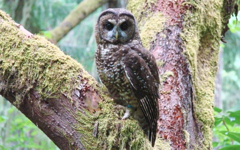 owl perched in tree