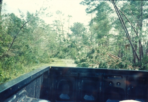 fallen trees in a forest