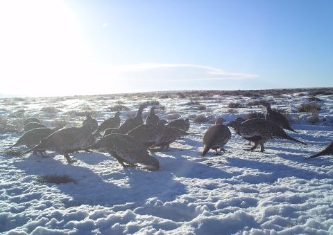 Sage-grouse in Wyoming standing in snow and engaging in geophagy, which means eating dirt.