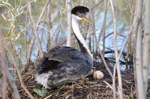 A western grebe sitting on a nest at Deer Flat National Wildlife Refuge