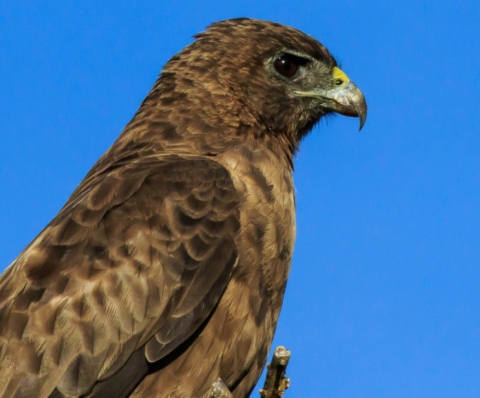 The profile of an ʻio. It has different shades of brown feathers, from light, sandy brown to a dark oak. It also has a yellow beak and large black eye.