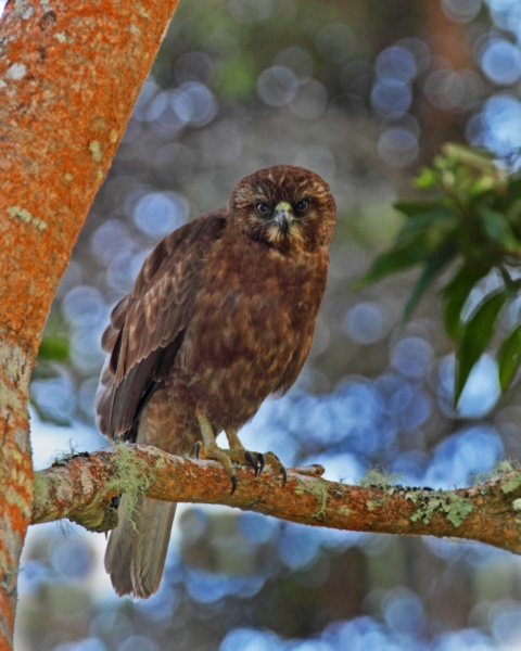 Species Spotlight: Hawaiian Hawk (ʻIo) | U.S. Fish & Wildlife Service