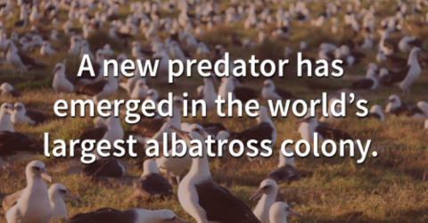 A field of Laysan albatross. 