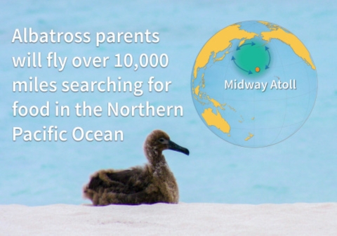 A juvenile Laysan albatross. "Albatross parents will fly over 10,000 miles searching for food in the Northern Pacific Ocean"