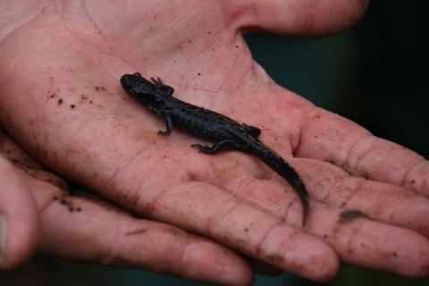 A small salamander sitting in a person's palm