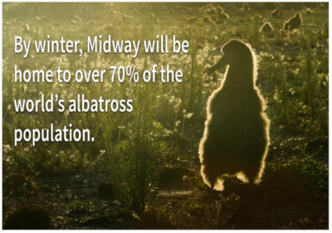 The silhouette of a young Laysan albatross sitting in a field. By winter, Midway will be home to over 70% of the world's albatross population written on the side. 