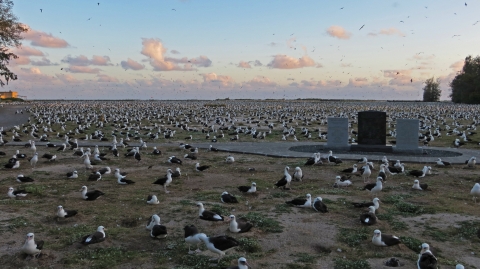 Hundreds of Laysan albatross surround the memorial dedicated to the Battle of Midway. The sun sets in the back.