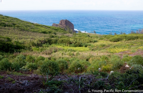 A view of the ocean from the cliffs of the bird sanctuary. 